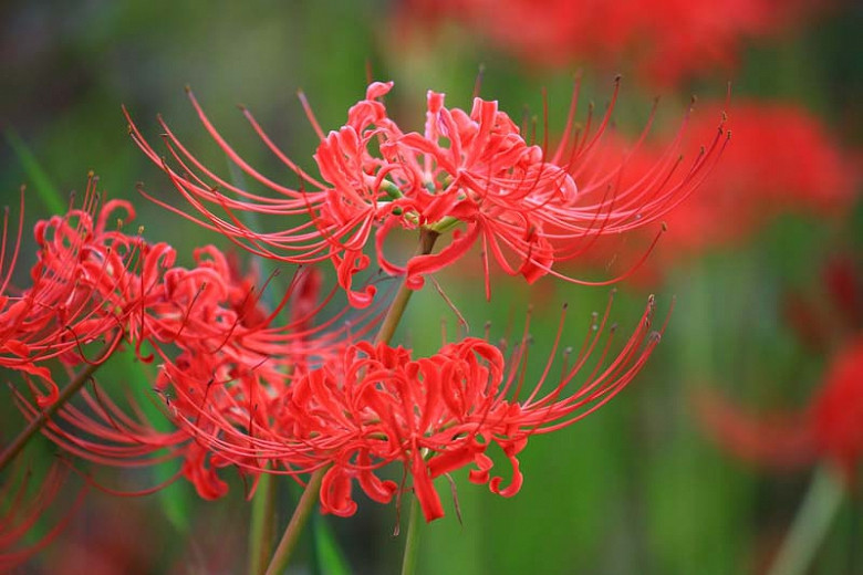 Lycoris radiata, Red Spider Lily, Spider Lily, Red Magic Lily, Red Surprise Lily, Equinox Flower, Red flowers